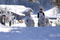 Lenk 2013